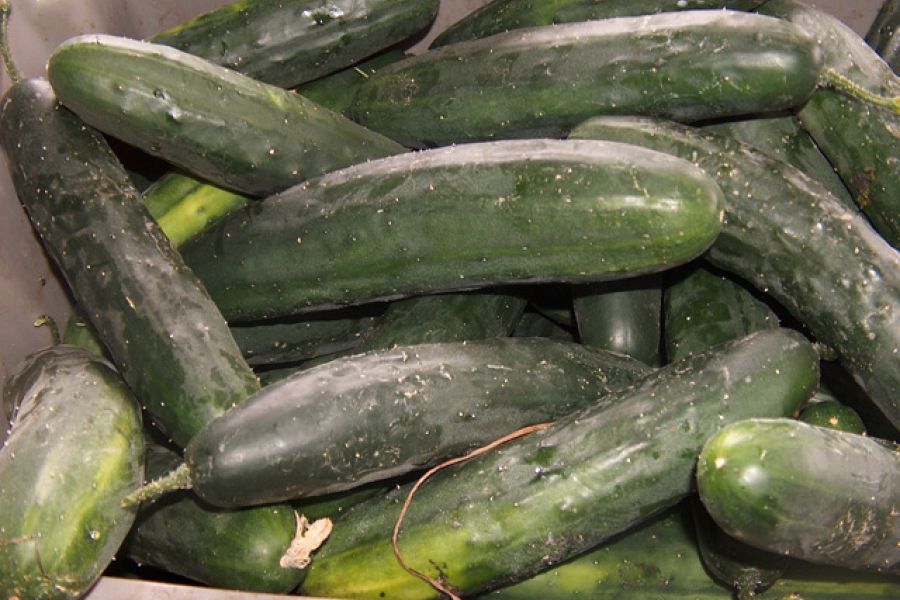 Cucumbers